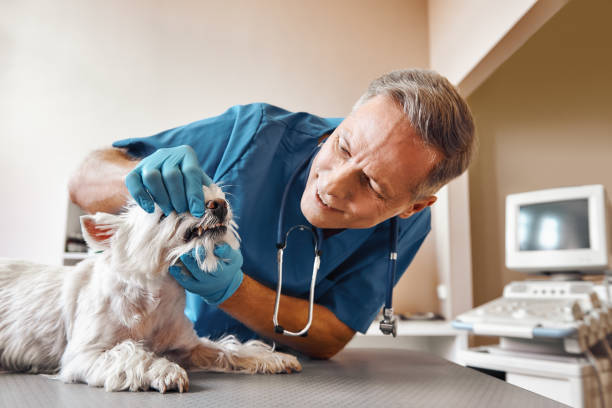 Best Emergency Dental Services for Seniors in Nsfield Center, MA